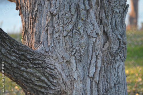trunk