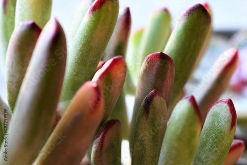 Close up of cotyledon orbiculata variegated  photo