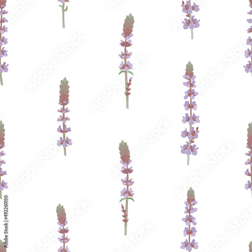 Sage or Salvia purple flowers. Vector illustration  seamless pattern. Botanical design elements