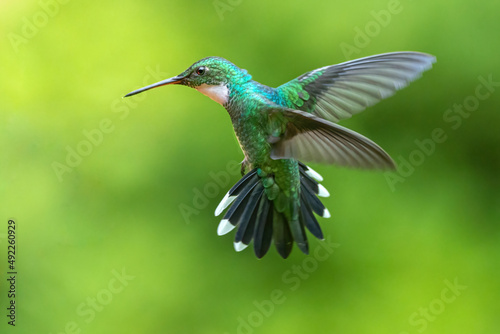 Leinwand Poster hummingbird in flight