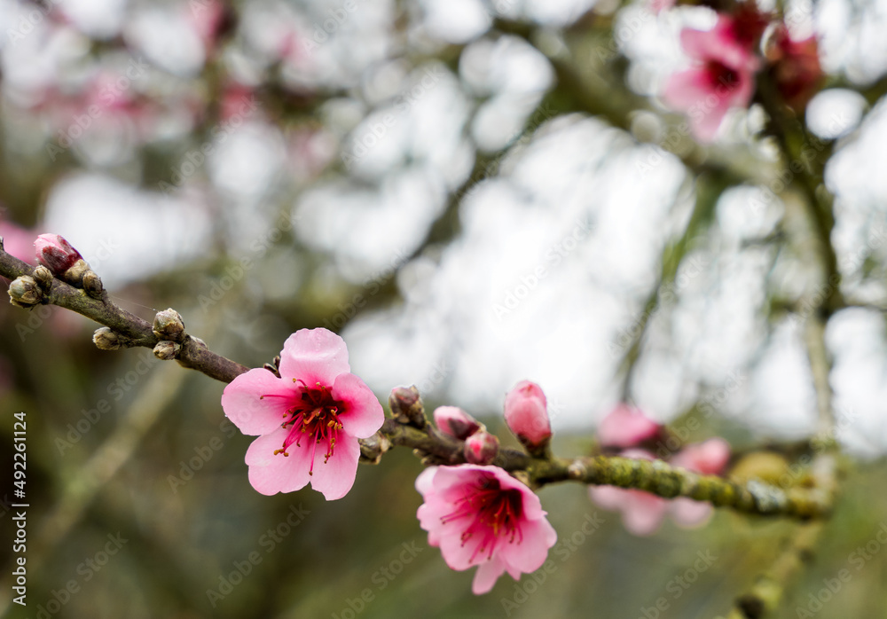 Dramatic image of blooming flowers on a cherry tree high in the Caribbean mountains of the Dominican Republic. Dramatic image of blooming flowers on a cherry tree high in the Caribbean mountains of the Dominican Republic.