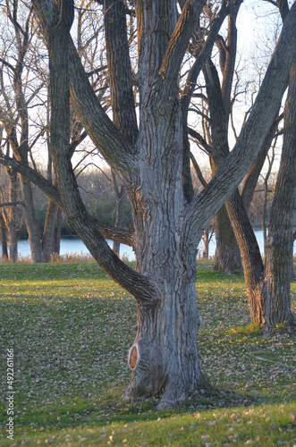 autumn trees in the park