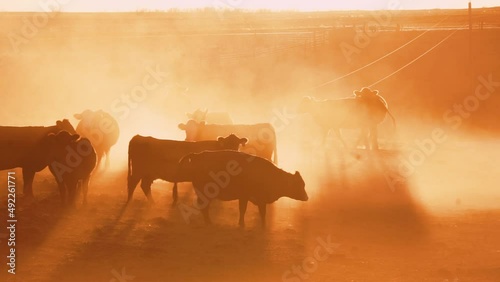 Cattle in rural America during a beautiful sunset.