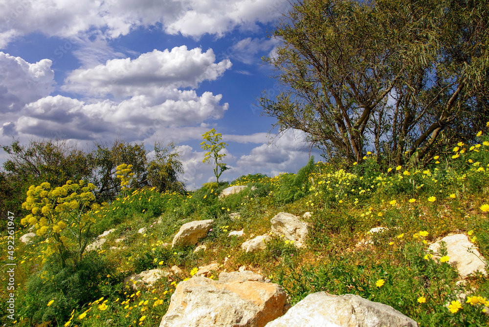 Blühendes Malta im Sommer Blühendes Malta im Sommer