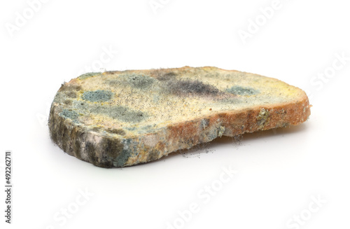 Piece of moldy bread.