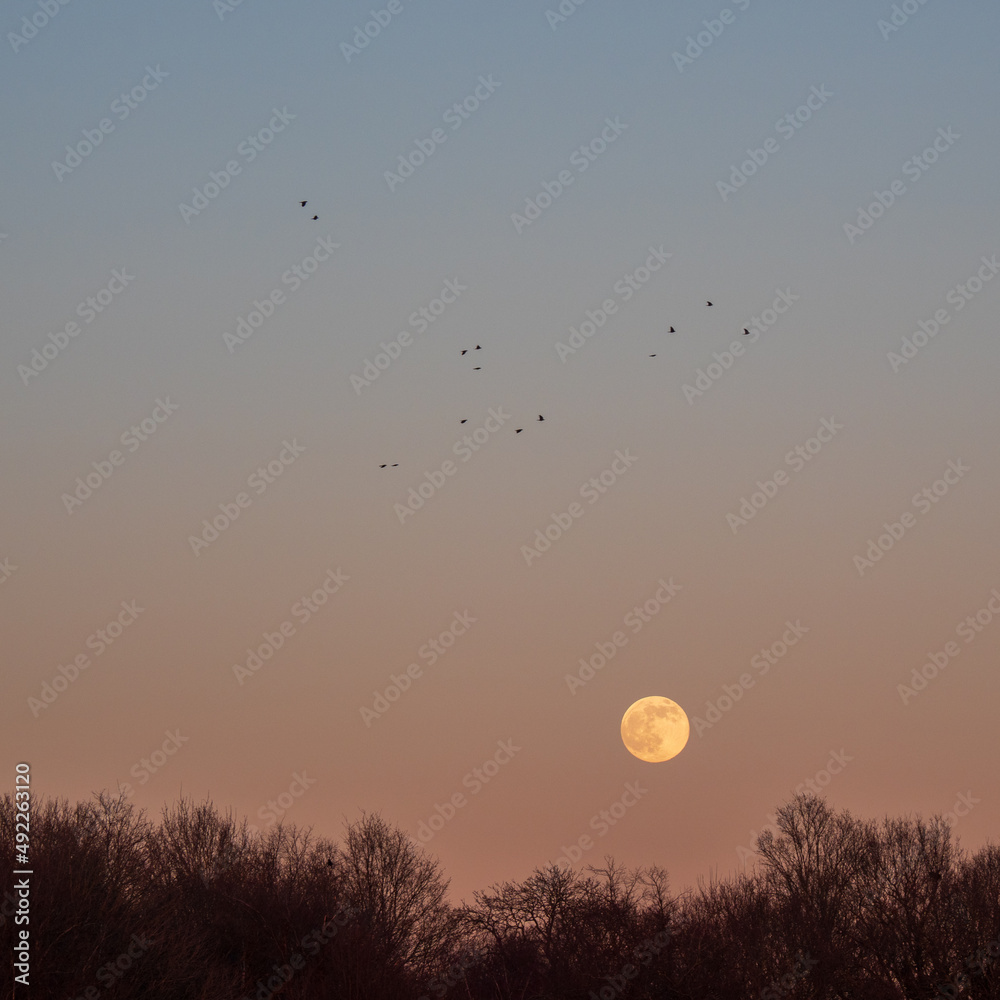 Birds flying over the moon Birds flying over the moon
