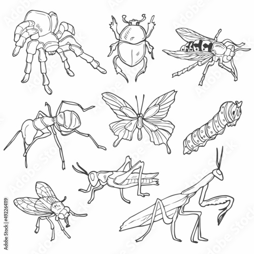 Doodle line Insects set. Vector sketch of hand drawn insects.
