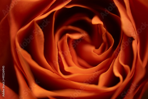 Beautiful close up photograph of an orange roses inside in macro showing the detail of the rose petals and the beauty in nature