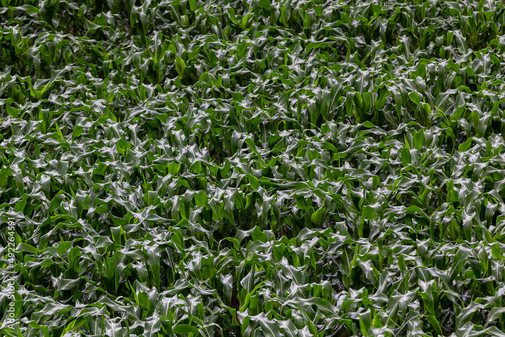 Young corn field. Brazil Young corn field. Brazil