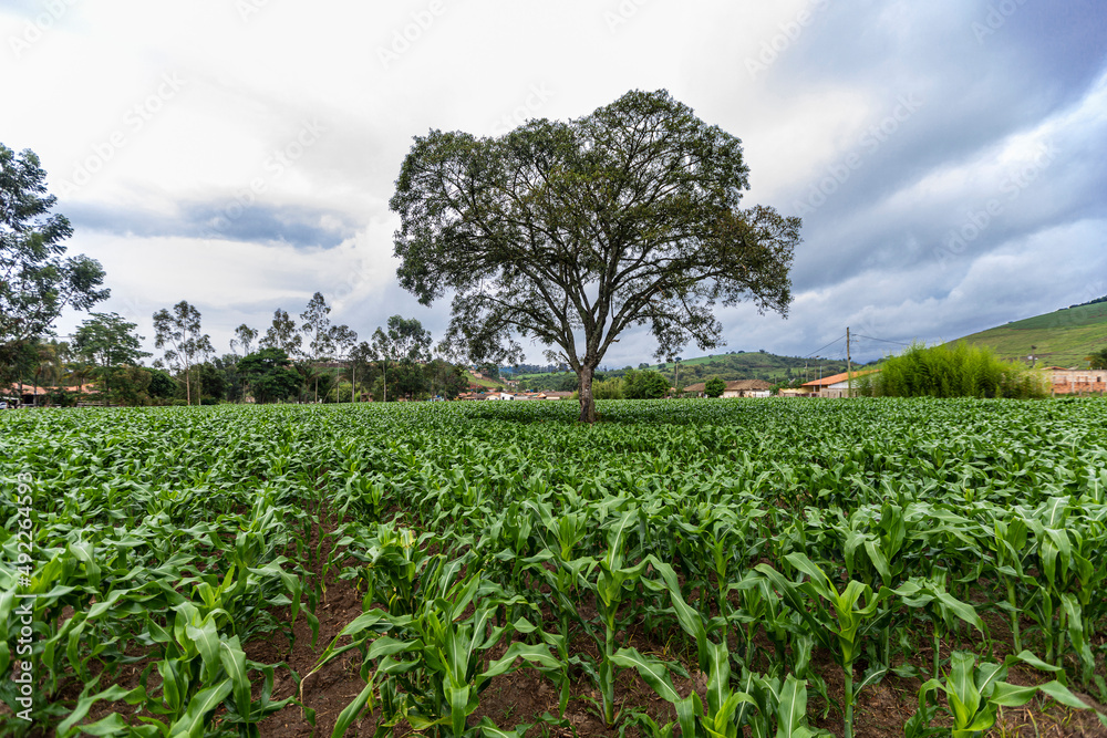 young corn field with an old tree in the middle. Brazil young corn field with an old tree in the middle. Brazil