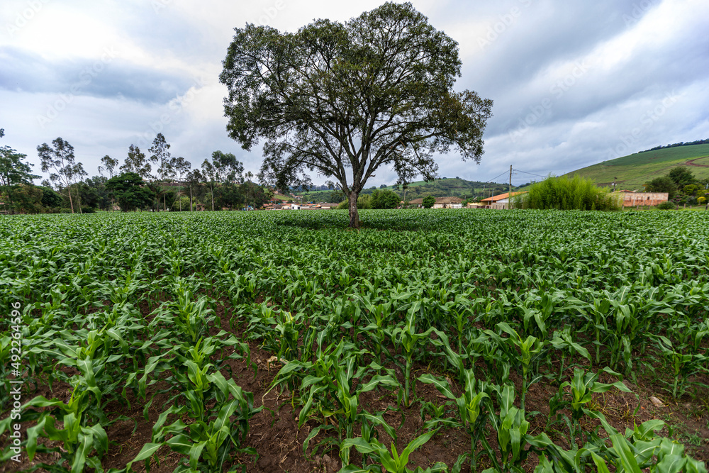 young corn field with an old tree in the middle. Brazil