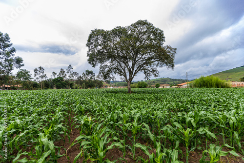 young corn field with an old tree in the middle. Brazil