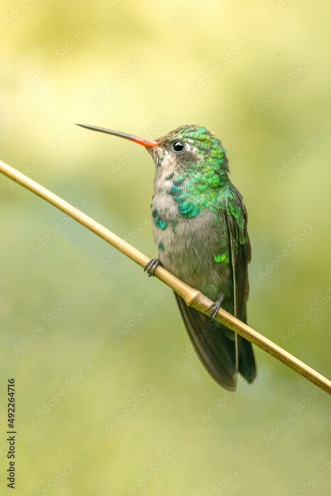 Naklejka premium Green hummingbird
