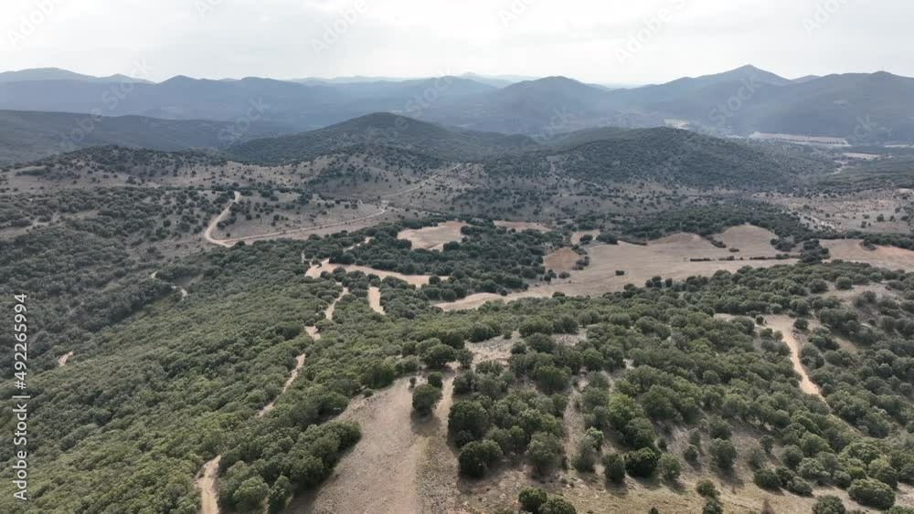 Vuelo en dron sobre bosque