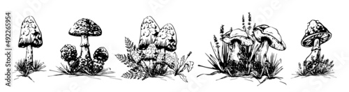 contour image of mushrooms in the grass the image of mushrooms in the grass, black outline, drawing, coloring, tattoo,