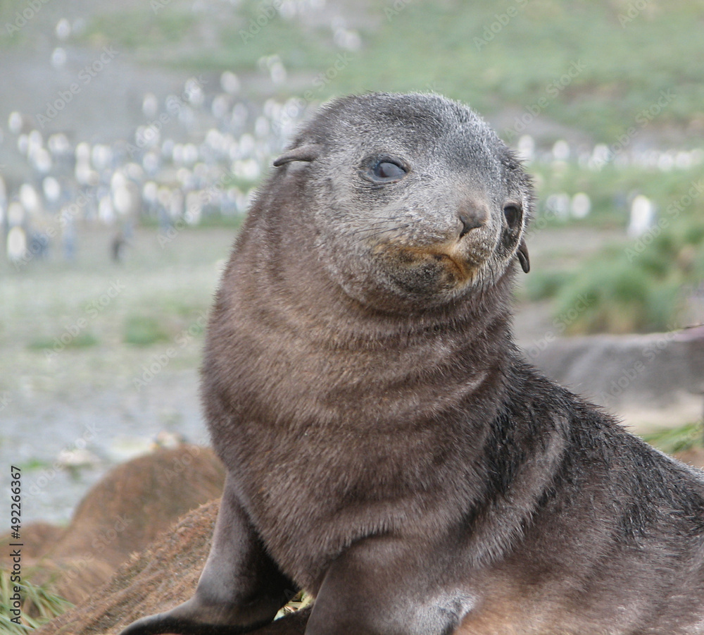 Fototapeta premium Antarctic Fur Seal Pup, South Georgia Island