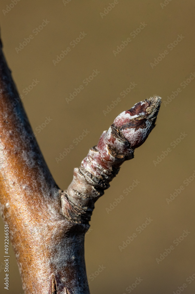 Fototapeta premium A Bud of an Apple in early Spring