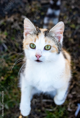 cat on the grass