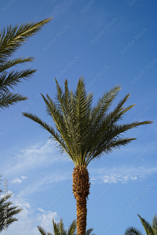 Details of a palm, date palm, Phoenix dactylifera, in Egypt Details of a palm, date palm, Phoenix dactylifera, in Egypt