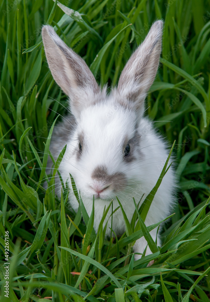 Easter bunny on the grass. Beautiful rabbits on a green background with copy space. Easter concept, colorful background for greeting card. Easter bunny on the grass. Beautiful rabbits on a green background with copy space. Easter concept, colorful background for greeting card.