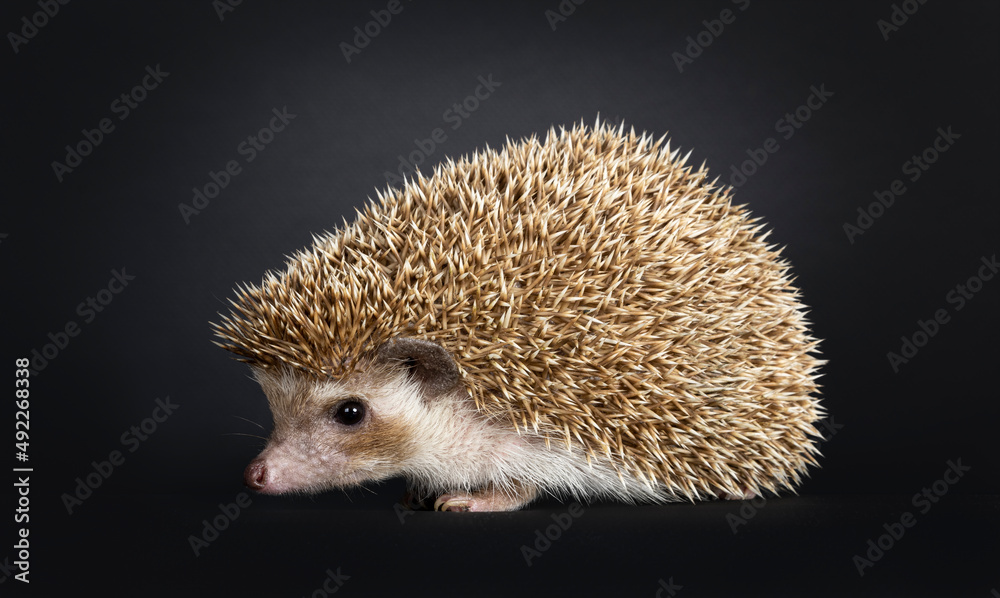 Obraz premium Oak brown pygmy hedgehog, sitting side ways. Looking ahead away from camera. Isolated on a black background.