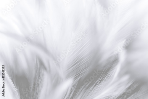 white macro feathers,White feather texture background, free space to add text or baby products and more. © banjongseal324