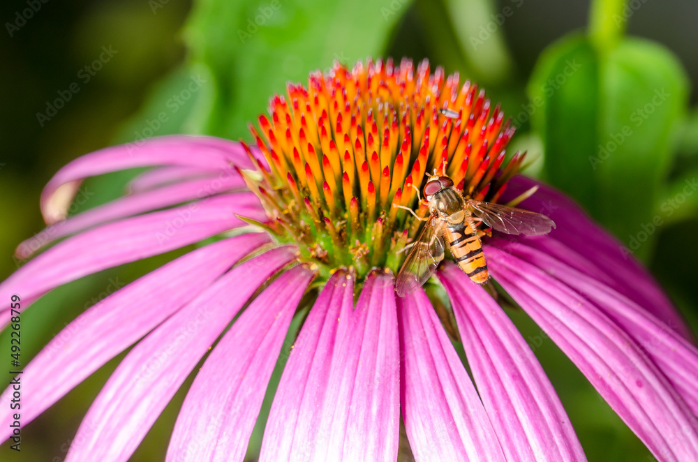 Striped fly sits on an echinacea flower. Striped fly sits on an echinacea flower.