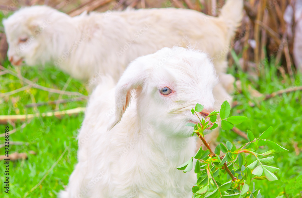 Fototapeta premium Goats graze in the pasture. A little goat runs along the green spring grass.