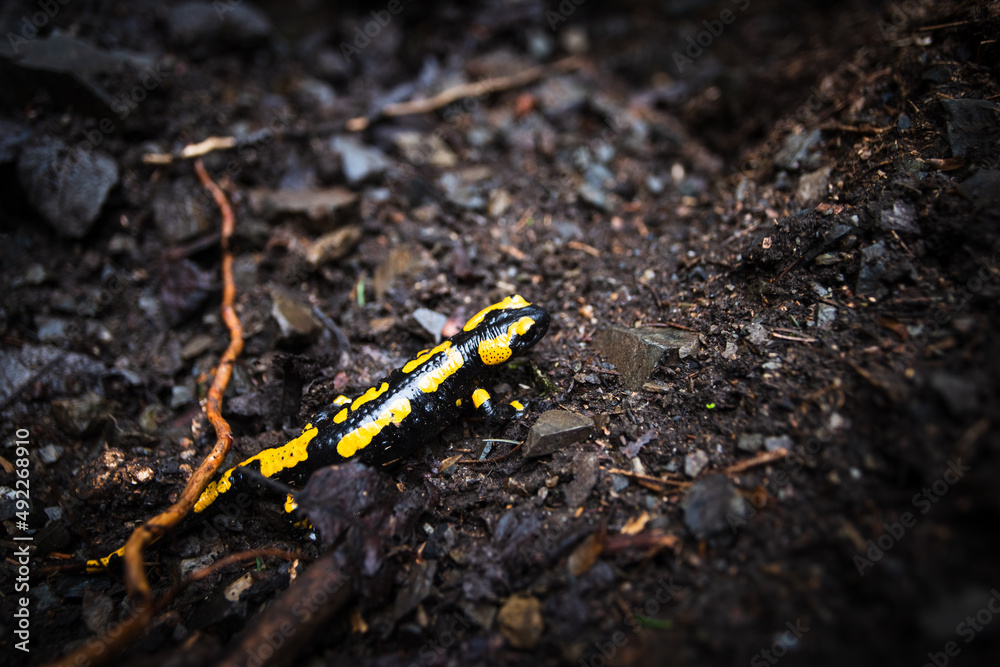 fire salamander