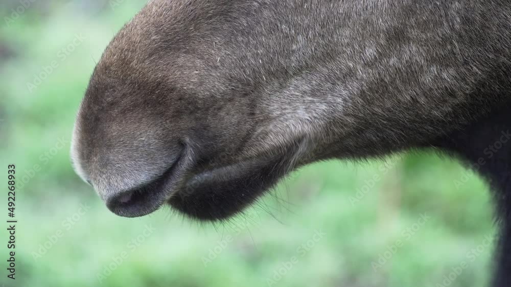 Close up of elk mouth. European moose Alces alces eating, chewing plants. Close up of elk mouth. European moose Alces alces eating, chewing plants.