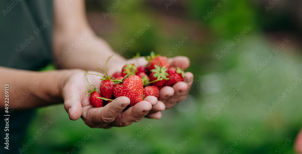 Strawberry grower gardener working in the greenhouse with harvest, woman holding berries Strawberry grower gardener working in the greenhouse with harvest, woman holding berries