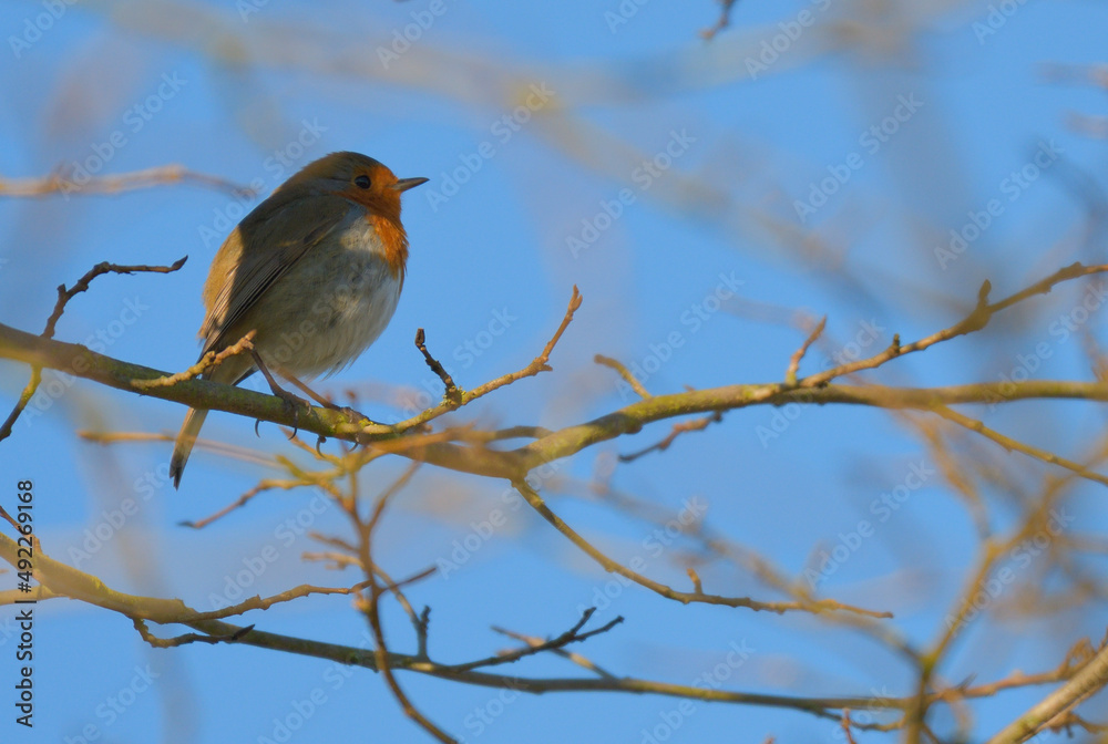 Ein schönes Rotkehlchen sitzt auf einem Zweig eines Baumes bei blauem Himmel Ein schönes Rotkehlchen sitzt auf einem Zweig eines Baumes bei blauem Himmel