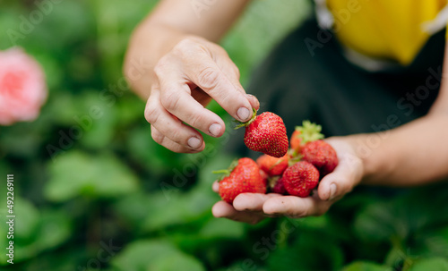 Strawberry grower gardener working in the greenhouse with harvest, woman holding berries