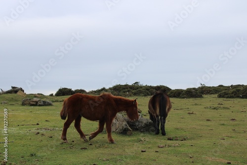Two horses with the sea in the background.