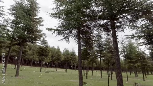 Wallpaper Mural Inside the forest. A slider camera is moving in the forest. Torontodigital.ca