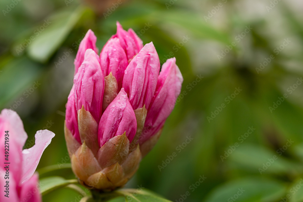 red rhododendron flower close-up bokeh red rhododendron flower close-up bokeh