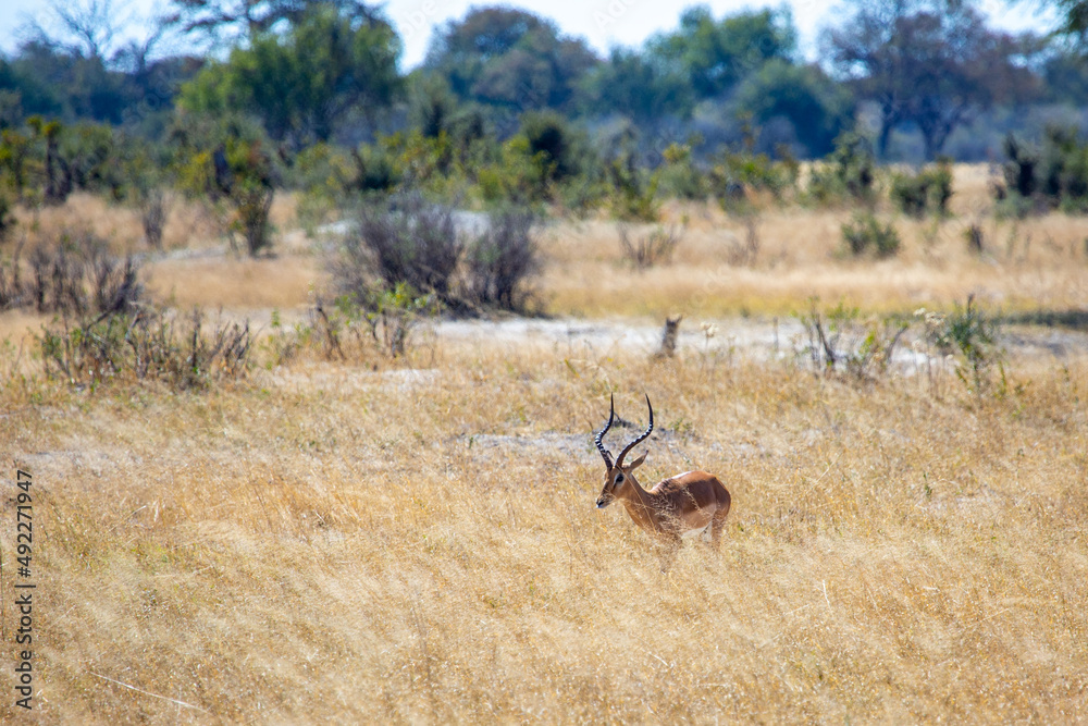 Impala buck antelope in Hwange National Park - obrazy, fototapety, plakaty 