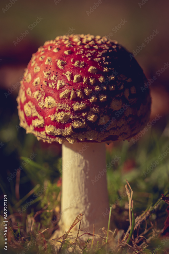 fly agaric mushroom fly agaric mushroom