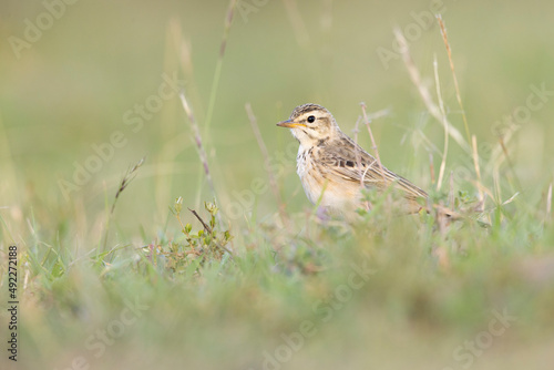 The African pipit (Anthus cinnamomeus) foraging in a meadow in the evening light.