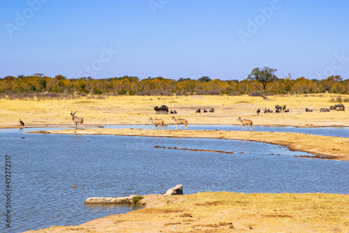 Greater Kudu antelope, wildebeest, baboon at watering hole. Nyamandlovu Pan, Hwange National Park, Zimbabwe Africa