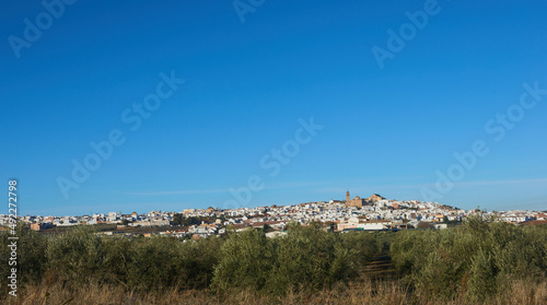 My town, Montilla, Cordoba, Spain seen through numerous olive trees
