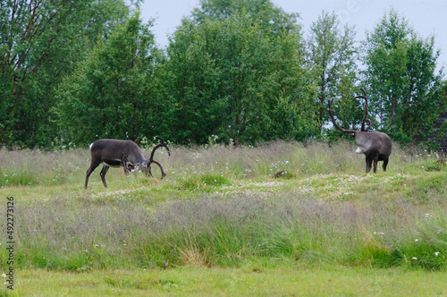 reindeers in field