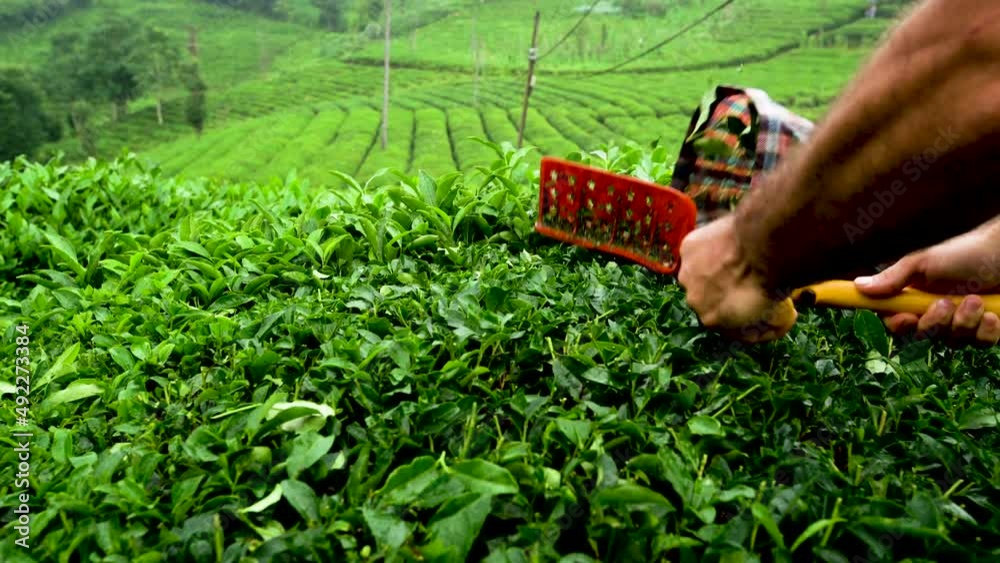 custom made wallpaper toronto digitalTea plant grown in the Black Sea. While the tea is being harvested. Raindrops on the tea.