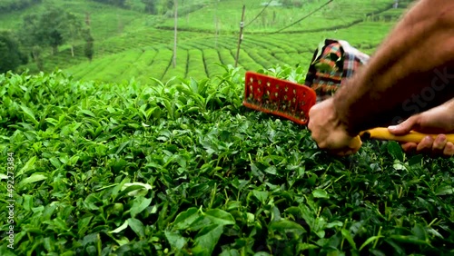 Wallpaper Mural Tea plant grown in the Black Sea. While the tea is being harvested. Raindrops on the tea. Torontodigital.ca