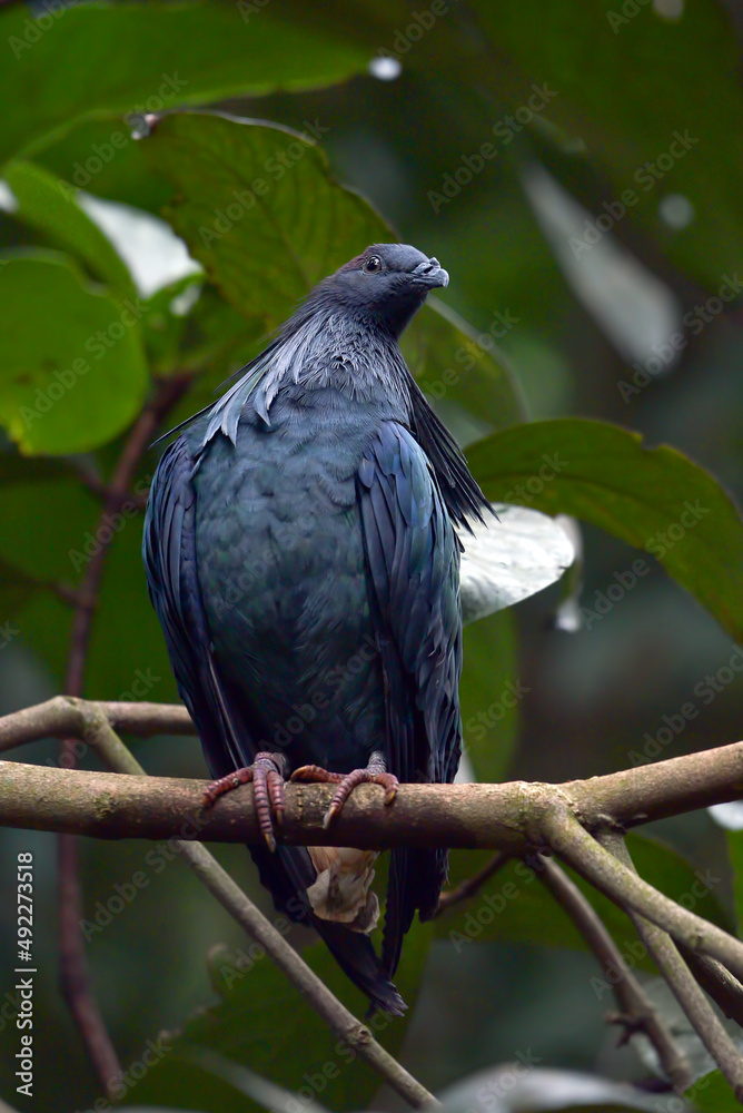 Nicobar pigeon (Caloenas nicobarica ) perched on the trees Nicobar pigeon (Caloenas nicobarica ) perched on the trees