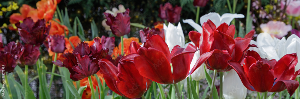 Fototapeta premium Coloured tulips in the garden on a background of green leaves lit by the warm spring sun