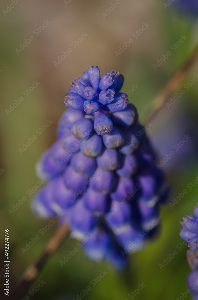 flower flower
