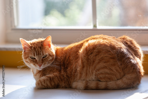 Cat relaxing by a window in the house, Miramar, Florida, USA