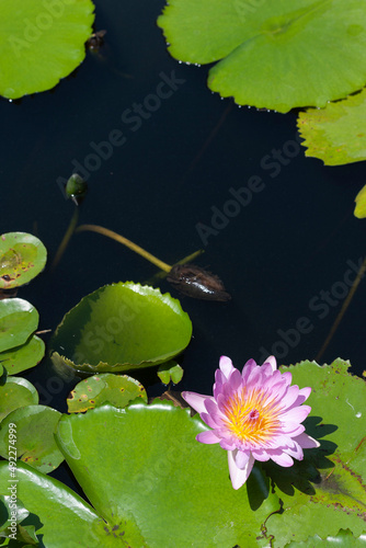 Pink water lily in a pond, Fairchild Tropical Garden, Miami, Florida, USA