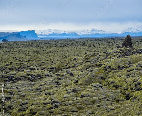 Scenic autumn green lava fields near Fjadrargljufur  Canyon in Iceland. Green  moss on volcanic lava stones.  Unique lava fields growth after Laki volcano eruption. photo